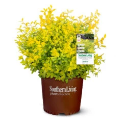 Sunshine Ligustrum Shrub -Plant Sales Store SUnshine Ligustrum 9