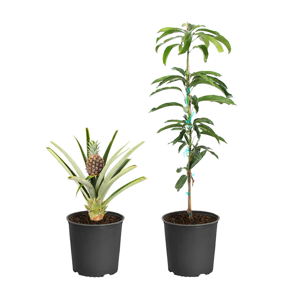 Salsa Kit 2 Salsa Kit - Image 2