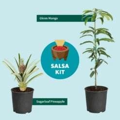 Sugarloaf Pineapple Plant 7 Sugarloaf Pineapple Plant -Plant Sales Store Salsa Kit Graphic 6c76dae2 528b 42b5 ba01 cf2c5208bd17