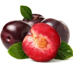 Satsuma Plum Tree -Plant Sales Store Satsuma Plum 2