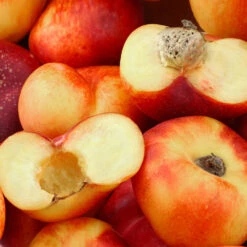 Donut Saturn Peach Tree -Plant Sales Store Saturn Peach Tree 1 c5562afa 6180 4bc9 93b7 f9f53b5d2cd0