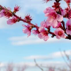 Saturn Peach Tree -Plant Sales Store Saturn Peach Tree 4