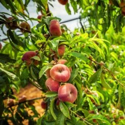 Donut Saturn Peach Tree -Plant Sales Store Saturn Peach Tree 5 21ea4320 798c 41bd 932e b7297febbf6c