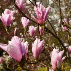 Saucer Magnolia Tree 7 Saucer Magnolia Tree -Plant Sales Store Saucer Magnolia 2 FGT