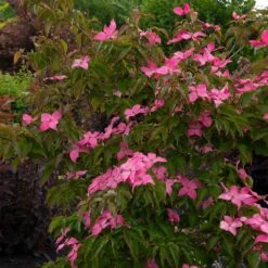 Scarlet Fire® Dogwood Tree -Plant Sales Store Scarlett Fire 1