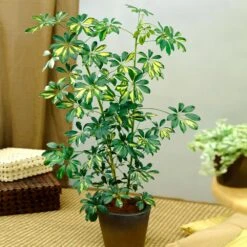 Sunset Hues House Plant Kit -Plant Sales Store Schefflera Trinette 1 8e92dc51 dc29 482e 9d14 119cf31a7b14