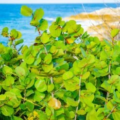 Sea Grape Bush -Plant Sales Store Sea Gape 1