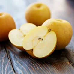 Shinseiki Asian Pear 8 Shinseiki Asian Pear -Plant Sales Store Shinseiki Asian Pear 5 FGT