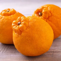 Shiranui Mandarin Tree -Plant Sales Store Shiranui Mandarin 4 FGT