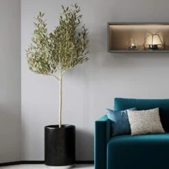 Sikitita Olive Tree -Plant Sales Store Sikitata Olive 2