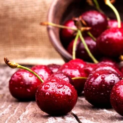 Skeena Cherry Tree -Plant Sales Store Skeena Cherry 4 FGT