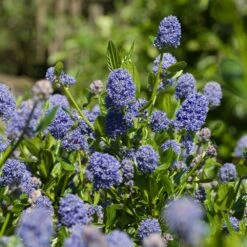 Skylark California Lilac 5 Skylark California Lilac -Plant Sales Store Skylark California Lilac 3 FGT