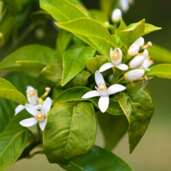 Smith Red Orange -Plant Sales Store Smith Red Orange 7