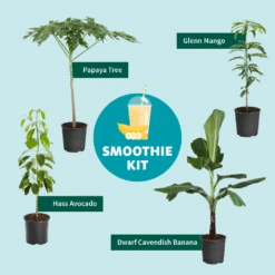 Smoothie Kit 10 Smoothie Kit -Plant Sales Store SmoothieKitGraphic