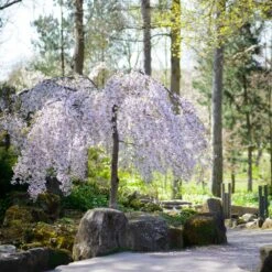 Snow Fountains® Weeping Cherry Tree 9 Snow Fountains® Weeping Cherry Tree -Plant Sales Store Snow Fountains Weeping Cherry 8