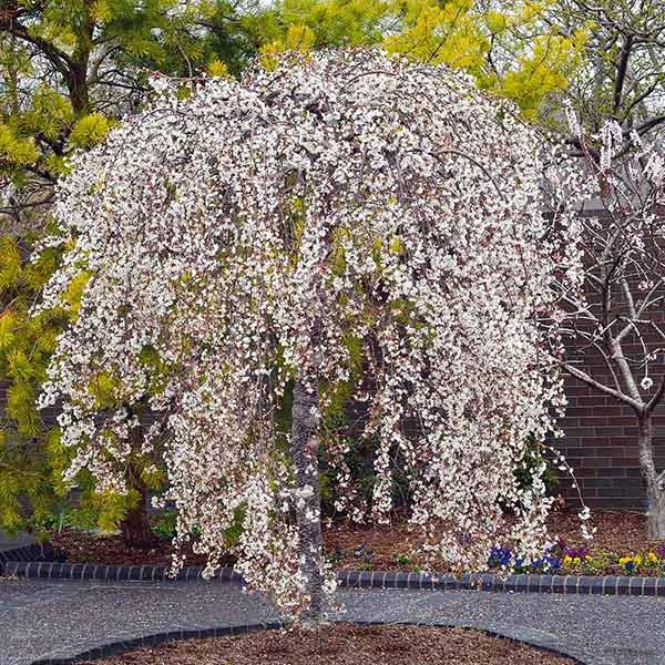 Snow Fountains® Weeping Cherry Tree 1 Snow Fountains® Weeping Cherry Tree