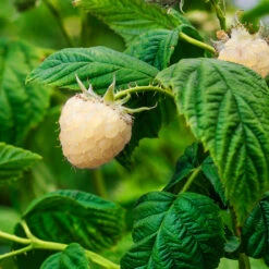 Snowbank White Blackberry Bush -Plant Sales Store Snowbank Blackberry 1