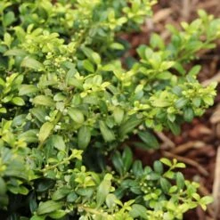 Soft Touch Holly Shrub -Plant Sales Store Soft Touch Holly 4