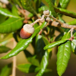 Live Oak Tree 8 Live Oak Tree -Plant Sales Store Southern Live Oak FGT 1