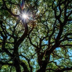 Live Oak Tree 9 Live Oak Tree -Plant Sales Store Southern Live Oak FGT 4