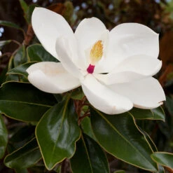 Southern Magnolia -Plant Sales Store Southern Magnolia 8 FGT