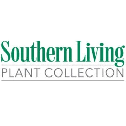 Flirt™ Nandina Shrub -Plant Sales Store Southn Living 1000x1000 f4d0b8a1 71f7 438a bfa1 4a45ef2ae956