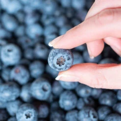 Spartan Blueberry Bush -Plant Sales Store Spartan Blueberry 5 FGT