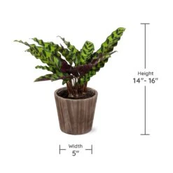 Calathea Rattlesnake With Decorative Pot -Plant Sales Store Specs