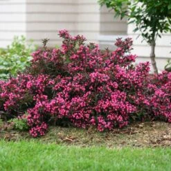 Spilled Wine® Weigela Shrub -Plant Sales Store Spilled Wine Weigela 1 FGT
