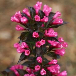 Spilled Wine® Weigela Shrub -Plant Sales Store Spilled Wine Weigela 4 FGT