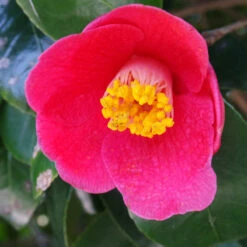 Spring's Promise Camellia Shrub -Plant Sales Store Springs Promise Camellia 1 FGT