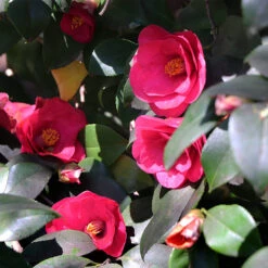 Spring's Promise Camellia Shrub -Plant Sales Store Springs Promise Camellia 4