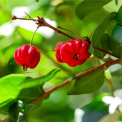 Star Cherry Tree (Pitanga) 8 Star Cherry Tree (Pitanga) -Plant Sales Store Star Cherry 1 FGT