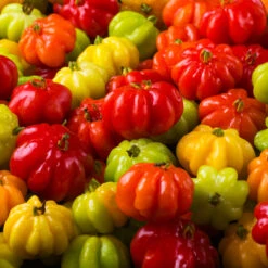 Star Cherry Tree (Pitanga) 10 Star Cherry Tree (Pitanga) -Plant Sales Store Star Cherry 7 FGT