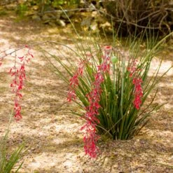 Dwarf Red Yucca Stoplights -Plant Sales Store Stoplights Dwarf Hesperaloe 3