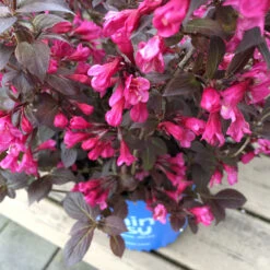 Stunner® Weigela -Plant Sales Store Stunner weigela 1