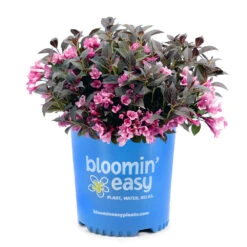 Stunner® Weigela -Plant Sales Store Stunner weigela 3