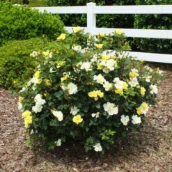 Sunny Knock Out® Rose -Plant Sales Store Sunny knockout rose Shrub 1 FGT