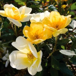 Sunny Knock Out® Rose -Plant Sales Store Sunny knockout rose Shrub 3 FGT