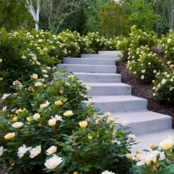 Sunny Knock Out® Rose -Plant Sales Store Sunny knockout rose Shrub 7 FGT