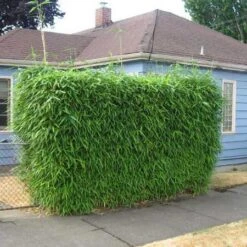 Sunset Glow Bamboo -Plant Sales Store Sunset Glow Bamboo 2 450w