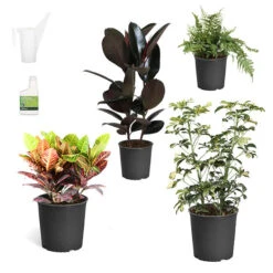 Sunset Hues House Plant Kit