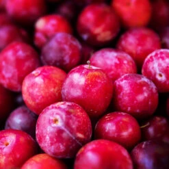 Superior Plum Tree -Plant Sales Store Superior Plum 3