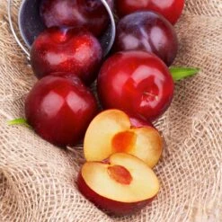 Superior Plum Tree -Plant Sales Store Superior Plum 4