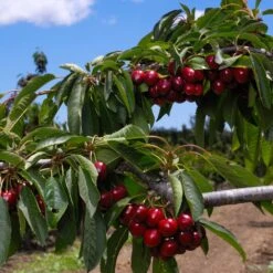4-in-1 Cherry Surprise Tree -Plant Sales Store Surprise Cherry FGT 2 b4c5cf71 2def 4f61 ba62 510df2fbc6a1