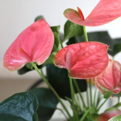 Pink Anthurium -Plant Sales Store Sweet Dream Pink Anthurium 1