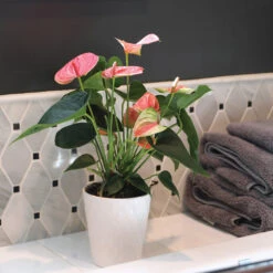 Pink Anthurium -Plant Sales Store Sweet Dream Pink Anthurium 2