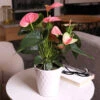Pink Anthurium
