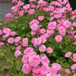Sweet Drift® Rose -Plant Sales Store Sweet Drift Rose 1