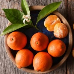 Tangelo Tree -Plant Sales Store Tangelo 1 FGT